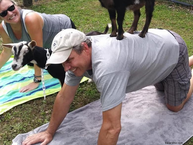 Yoga aux chèvres en Géorgie