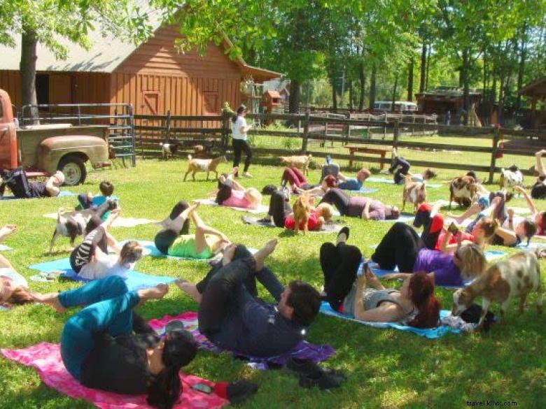 Yoga aux chèvres en Géorgie
