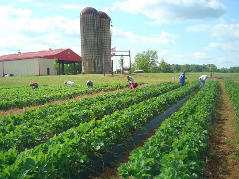 Ferme Southern Belle