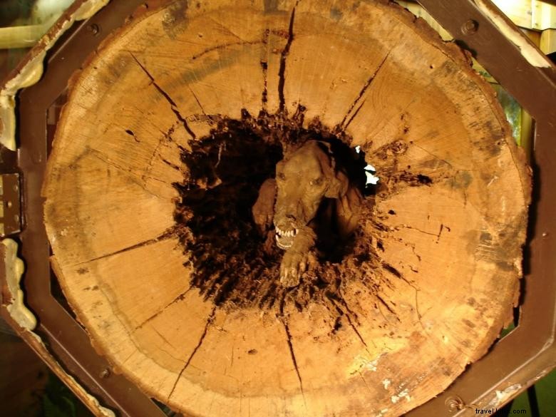 Le monde forestier du Sud