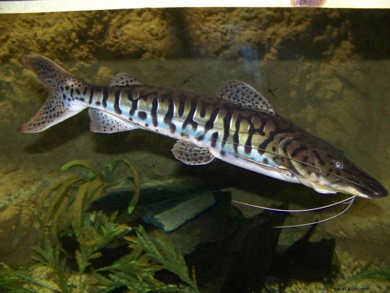 Flint RiverQuarium – L Aquarium du Fleuve Flint à Albany