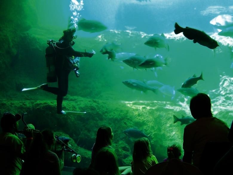 Flint RiverQuarium – L Aquarium du Fleuve Flint à Albany