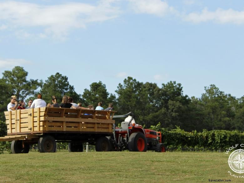 Vignoble et cave Wolf Creek