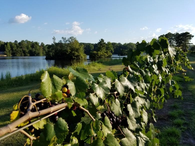 Vignoble et cave Wolf Creek