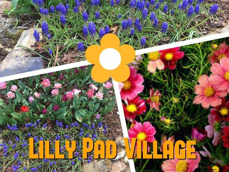 Le village de Lilly Pad