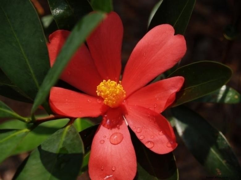 Massee Lane Gardens – Siège historique de l American Camellia Society