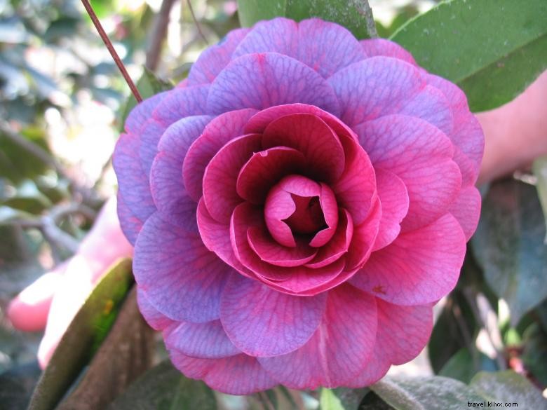 Massee Lane Gardens – Siège historique de l American Camellia Society
