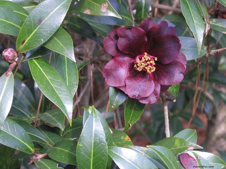 Massee Lane Gardens – Siège historique de l American Camellia Society