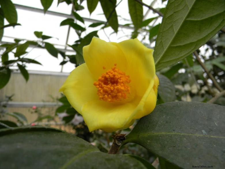 Massee Lane Gardens – Siège historique de l American Camellia Society