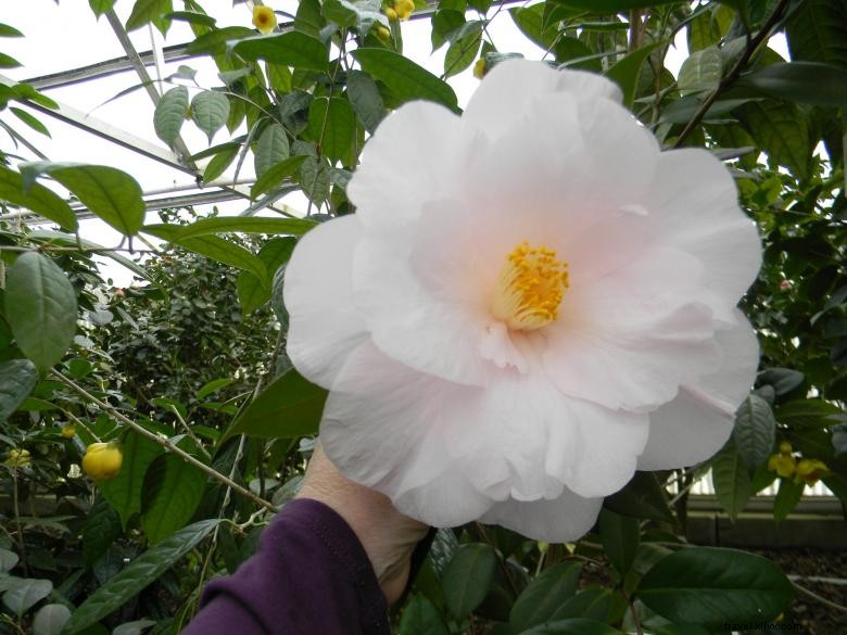 Massee Lane Gardens – Siège historique de l American Camellia Society