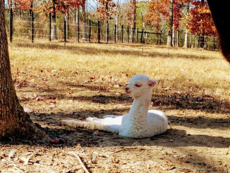 Alpagas du Mont Apple