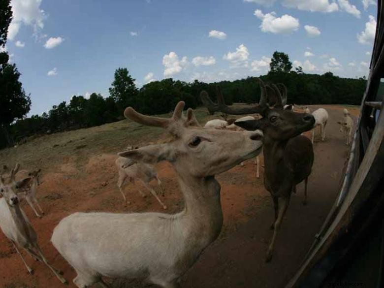 Safari d animaux sauvages