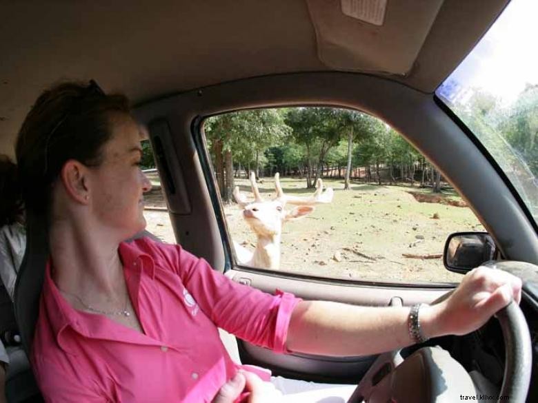 Safari d animaux sauvages