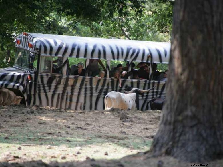 Safari d animaux sauvages