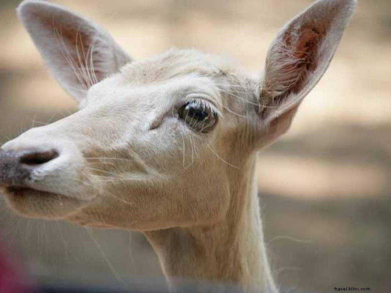 Safari d animaux sauvages
