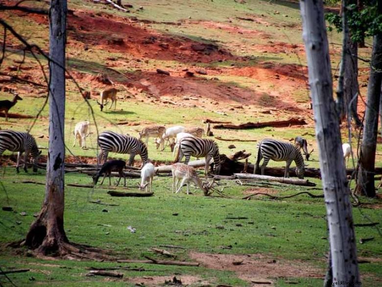 Safari d animaux sauvages