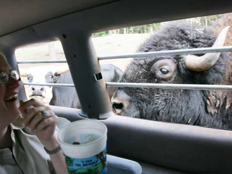 Safari d animaux sauvages