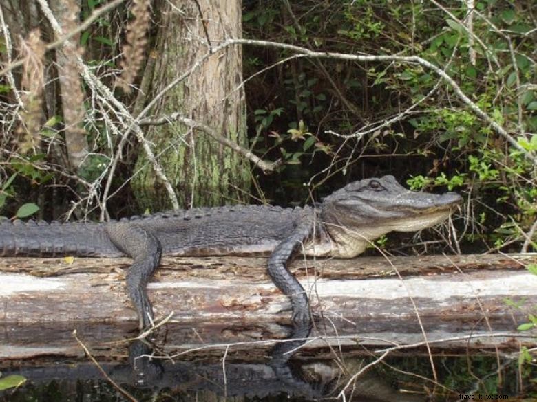 Aventures dans l Okefenokee