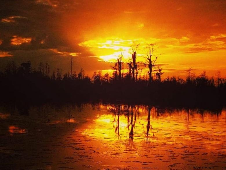 Aventures dans l Okefenokee