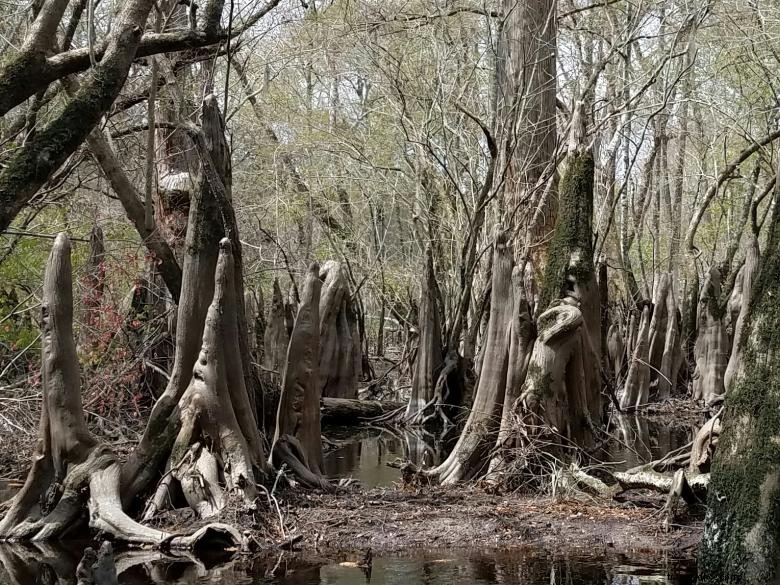Expéditions dans les eaux calmes d’Ebenezer