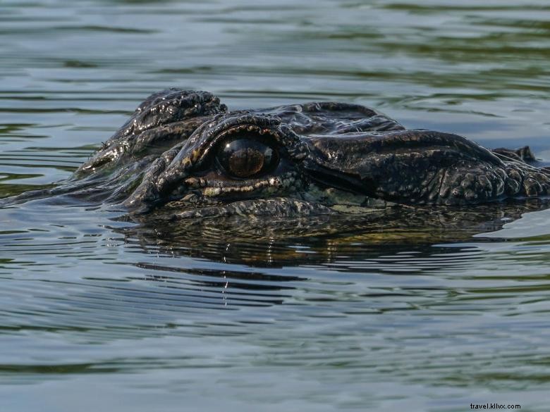 Expéditions dans les eaux calmes d’Ebenezer