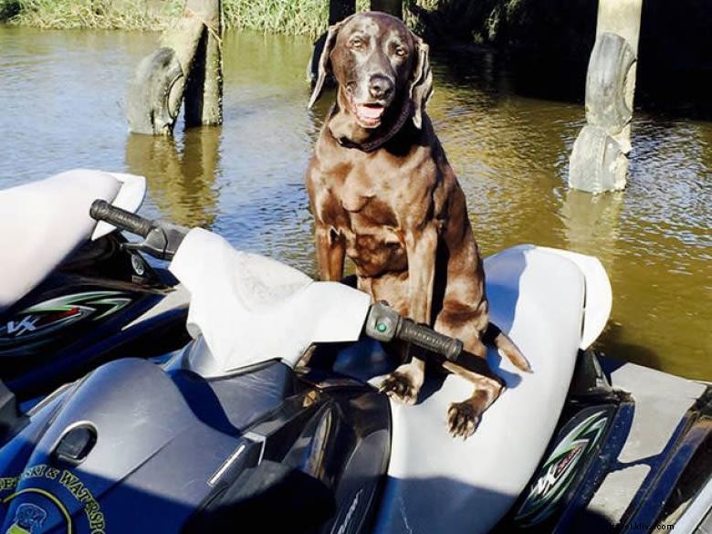 Aqua Dawg – Compagnie de kayak