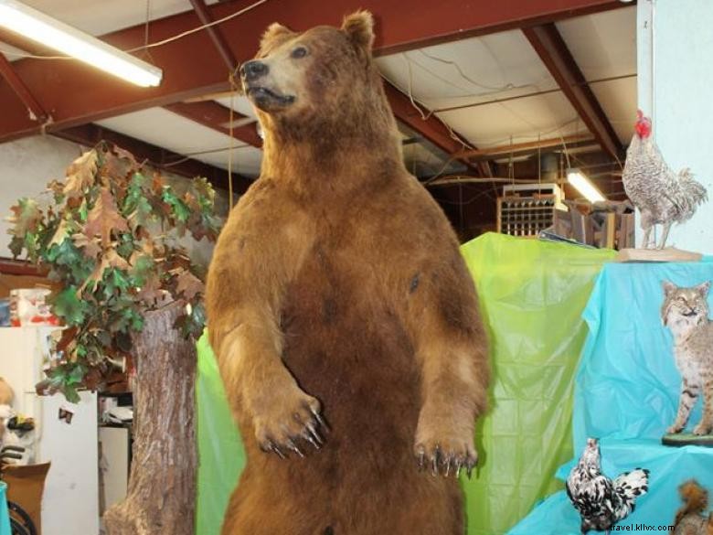 Musée de taxidermie et de la faune Bud Jones