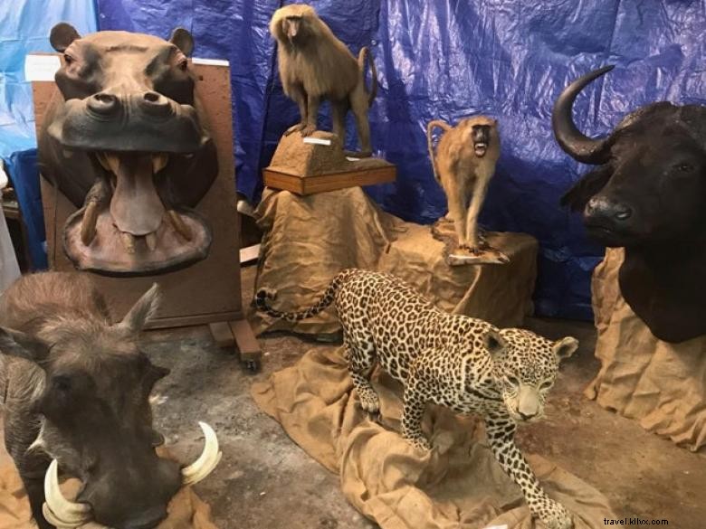 Musée de taxidermie et de la faune Bud Jones