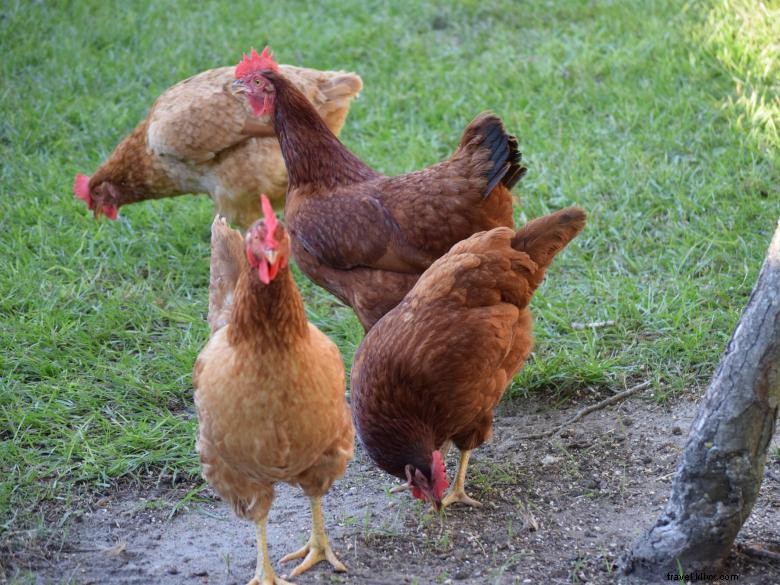 Les petites fermes de canards