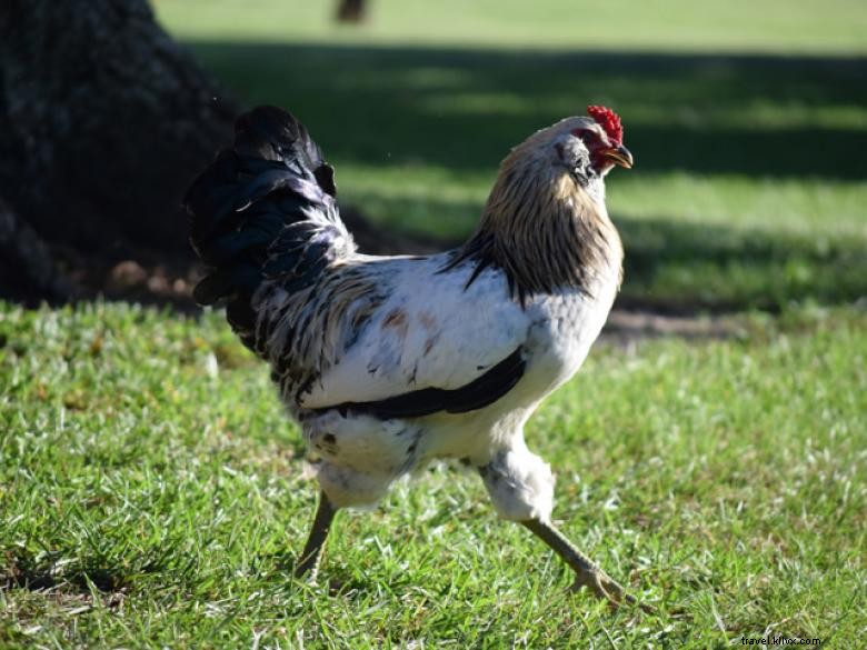 Les petites fermes de canards