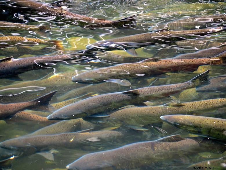 Pêcherie régionale de Warm Springs