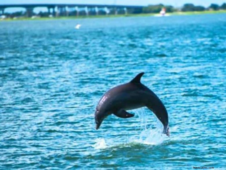Les Tours de Dauphins du Capitaine Mike