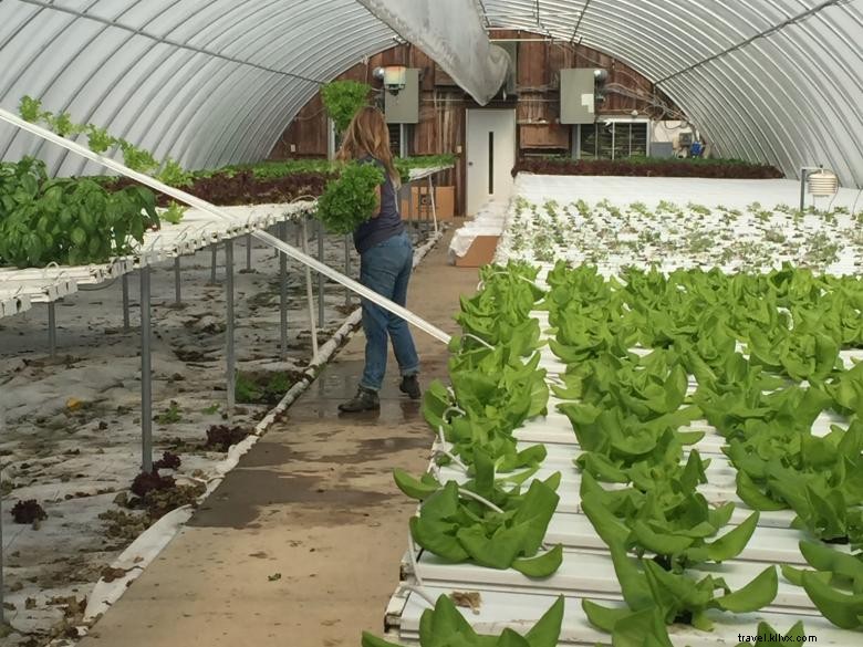 Ferme R&G – Agriculture hydroponique familiale à Laurens