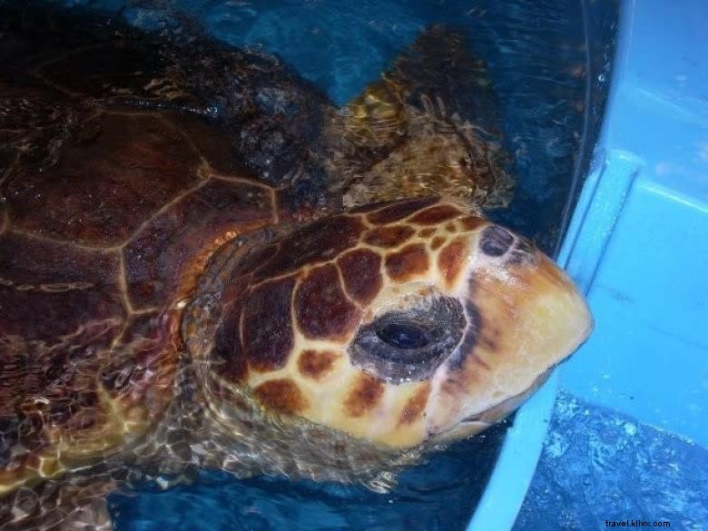 Centre de réhabilitation des tortues marines de Géorgie
