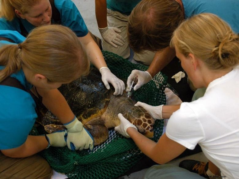 Centre de réhabilitation des tortues marines de Géorgie