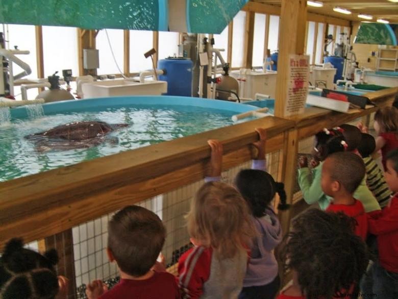 Centre de réhabilitation des tortues marines de Géorgie