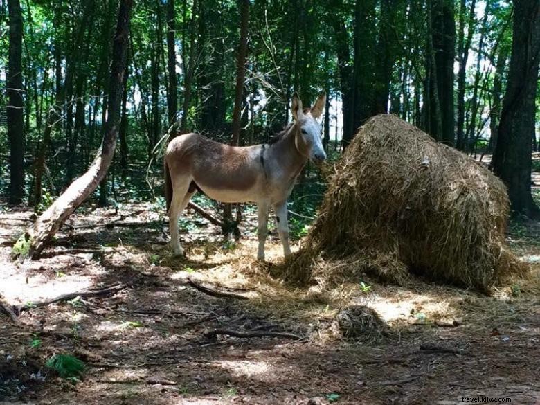 Parc animalier de Bainbridge, Géorgie