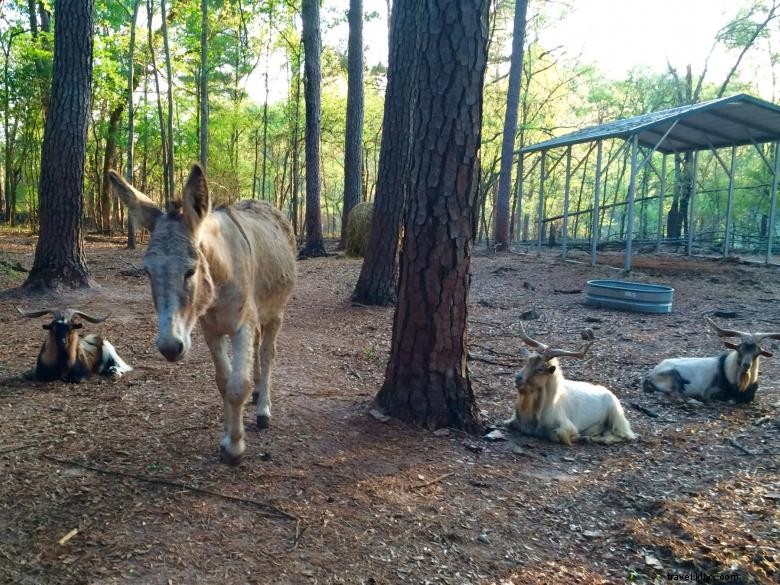 Parc animalier de Bainbridge, Géorgie