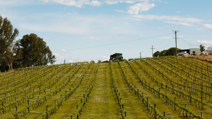 Détendez‑vous dans les vignes : les meilleurs domaines viticoles de Brisbane
