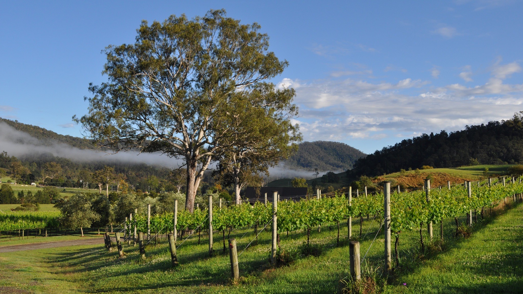 Détendez‑vous dans les vignes : les meilleurs domaines viticoles de Brisbane