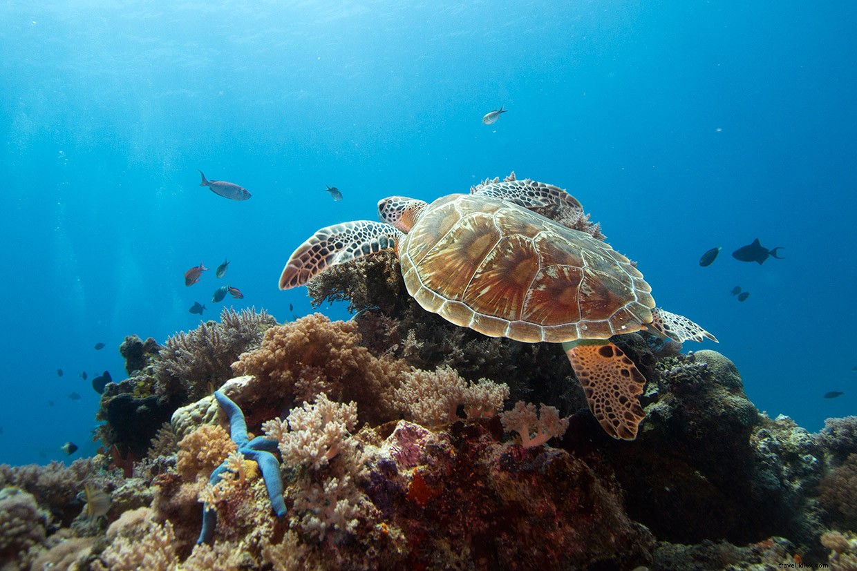 Au cœur des orques du Mozambique